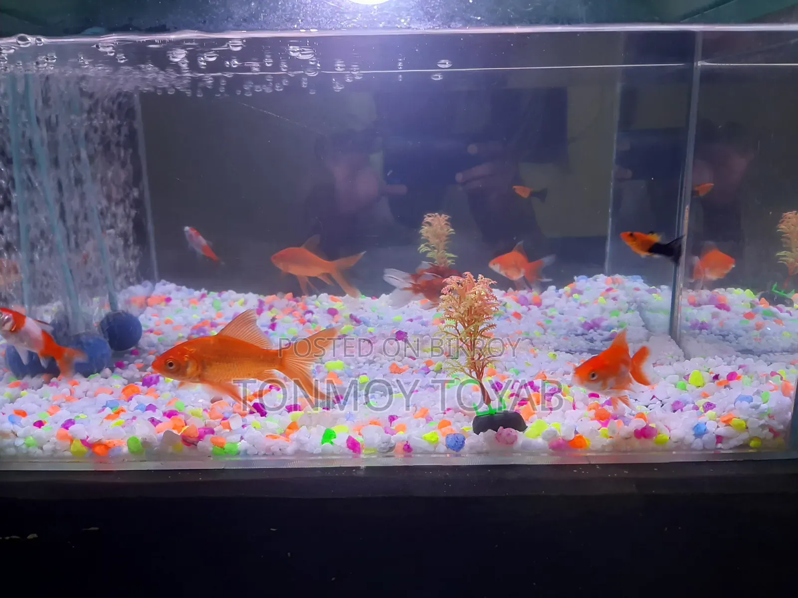 Full Aquarium Setup