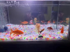 Full Aquarium Setup