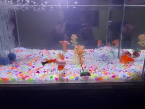 Full Aquarium Setup