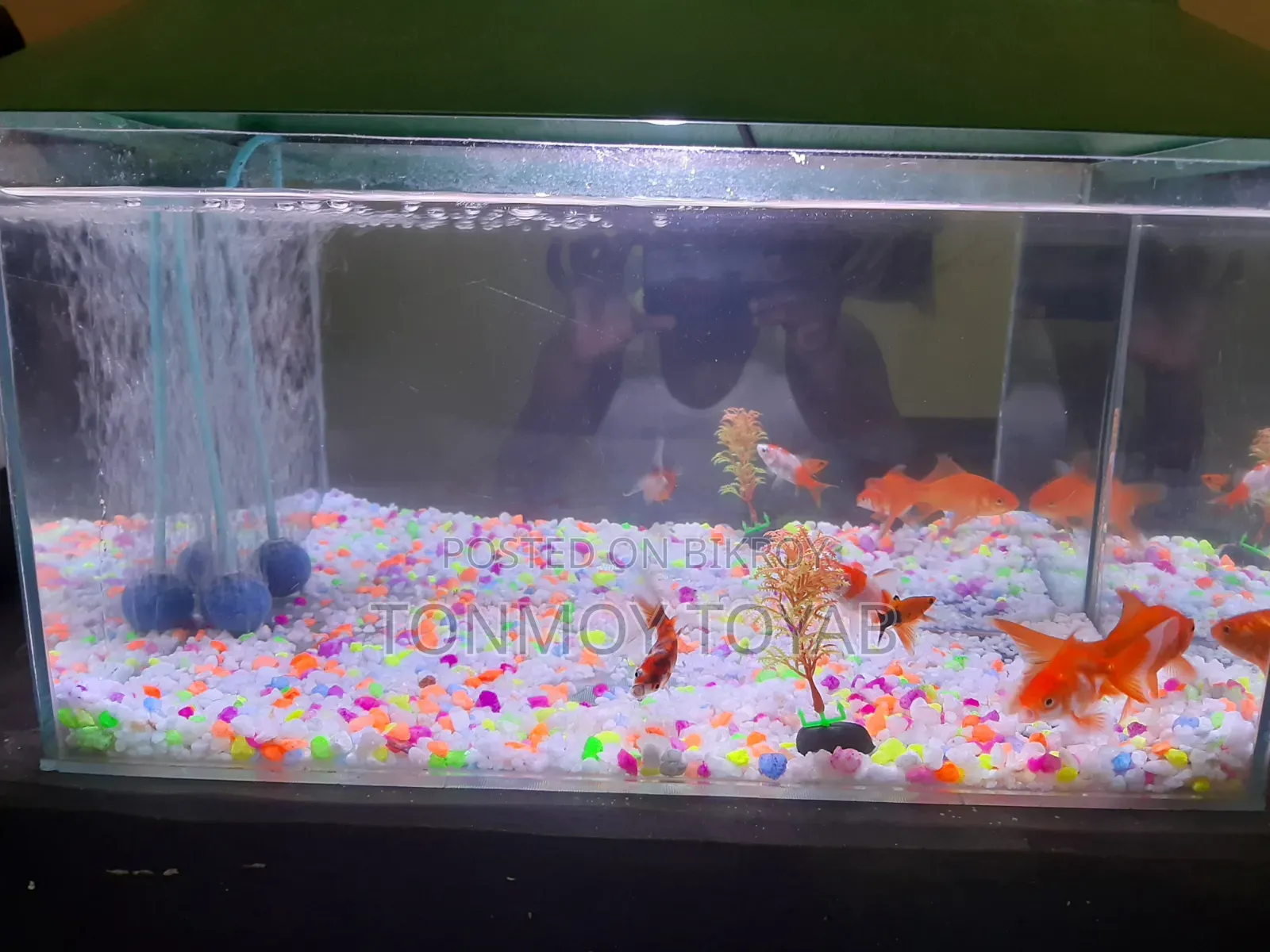 Full Aquarium Setup
