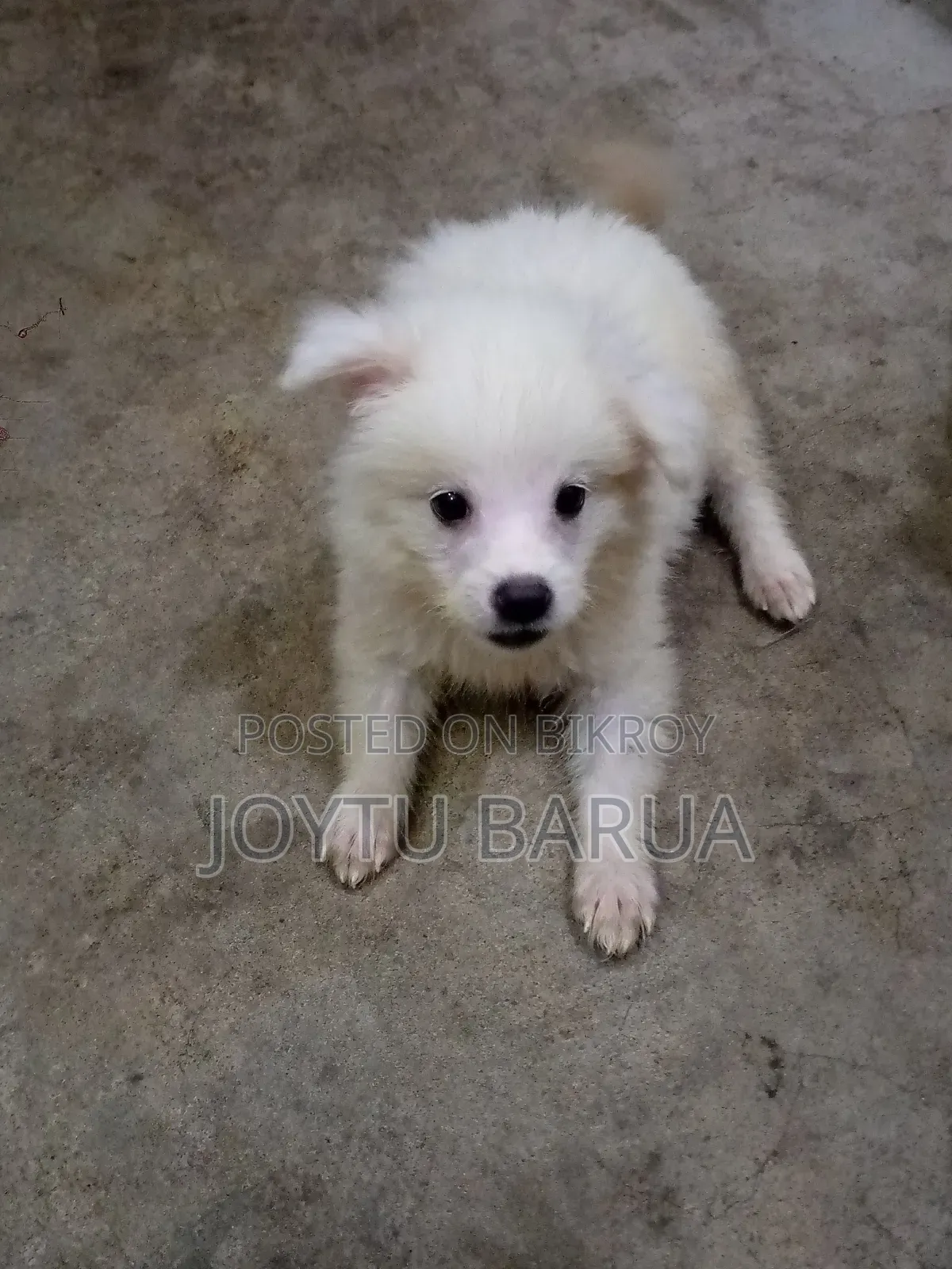1-3 Months Male Purebred Japanese Spitz