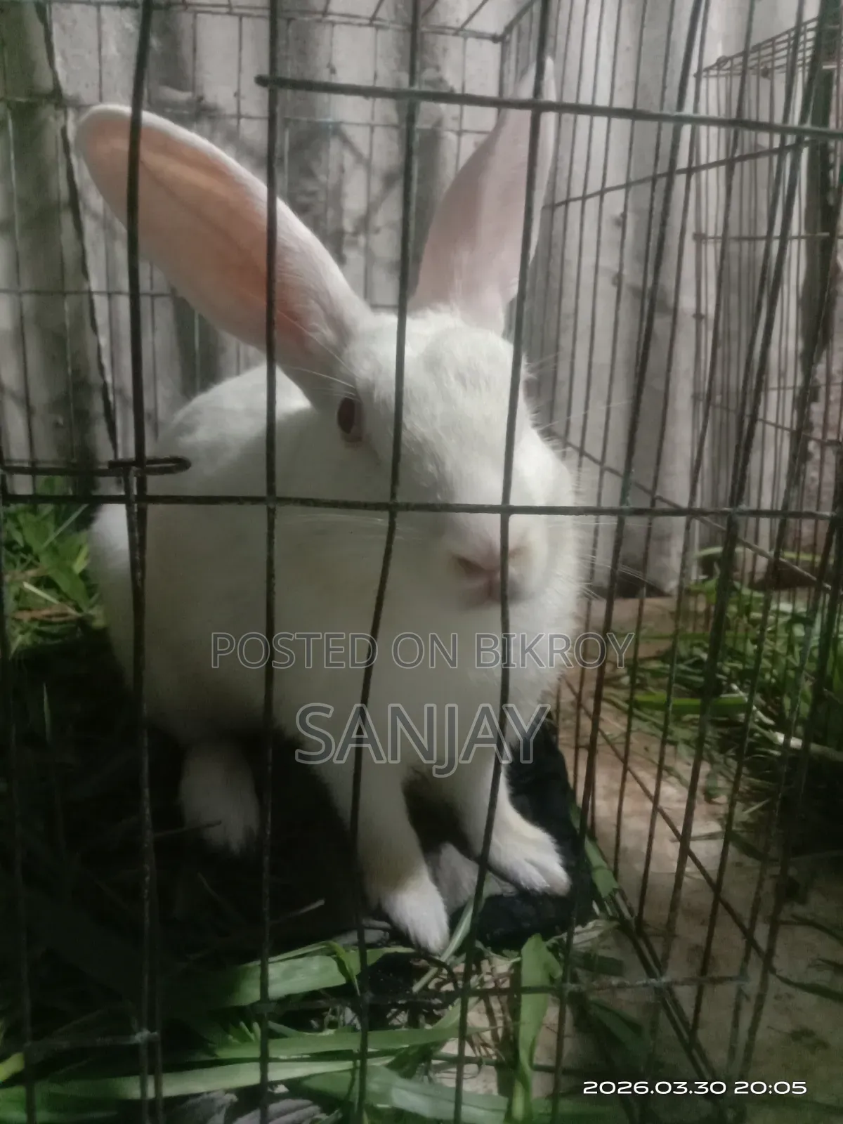 Rabbit for sale