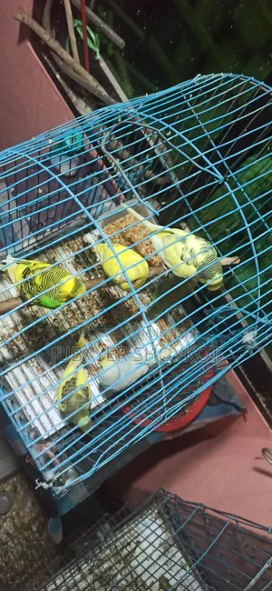 Assalamu Alaikum, 6 pieces of Budgerigar for sale