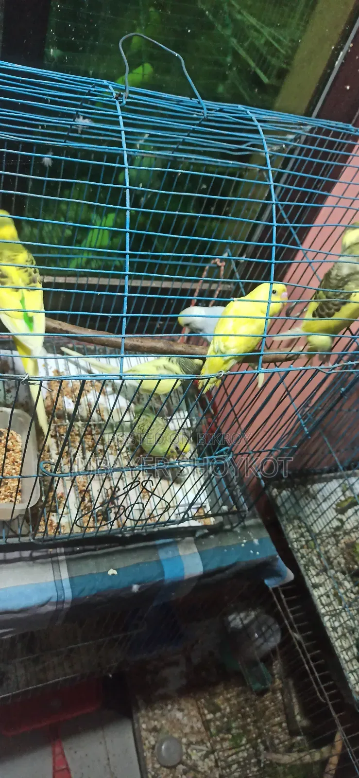 আসসালামু আলাইকুম, ৬ পিচ বাজরিকা বিক্রি হবে