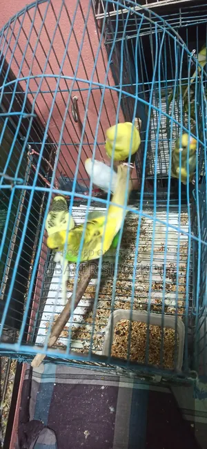 আসসালামু আলাইকুম, ৬ পিচ বাজরিকা বিক্রি হবে