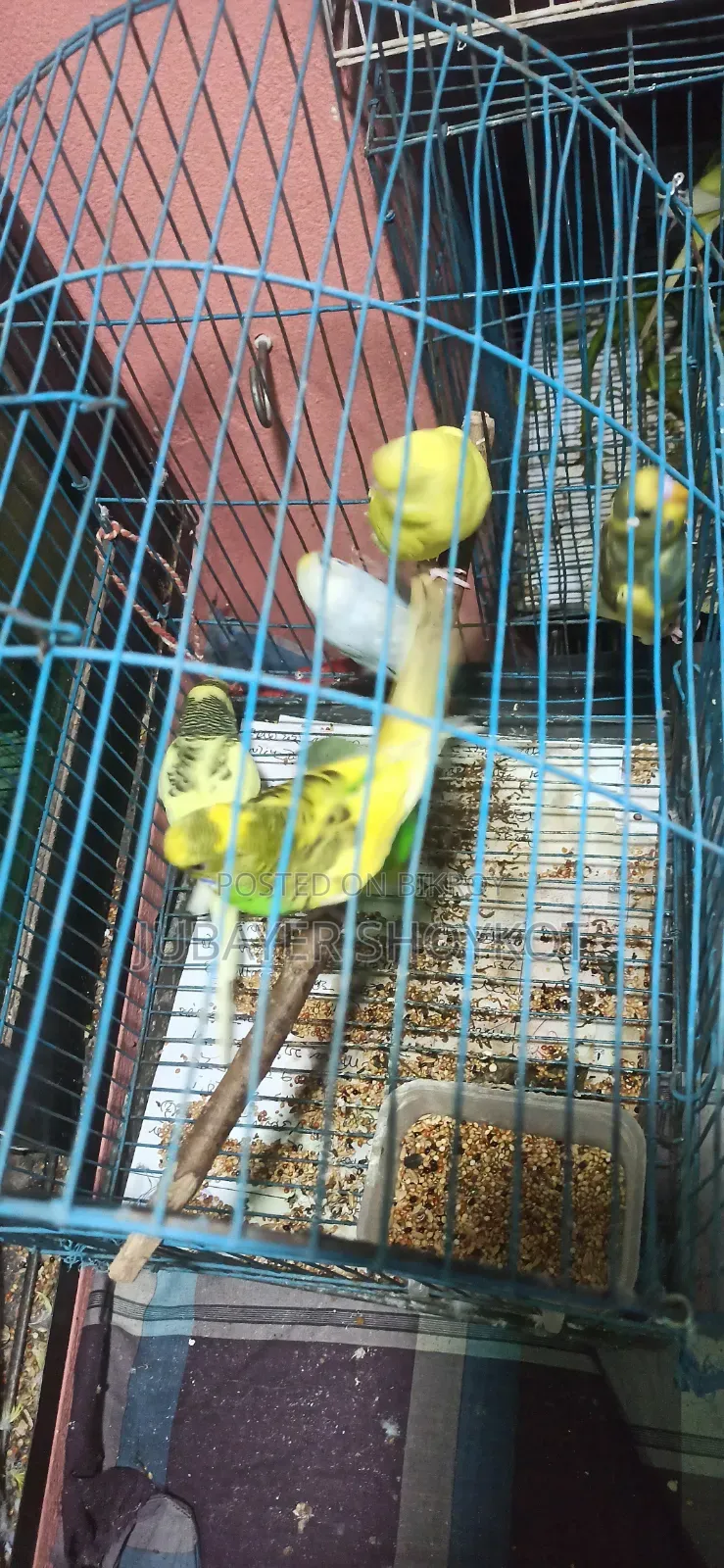 আসসালামু আলাইকুম, ৬ পিচ বাজরিকা বিক্রি হবে