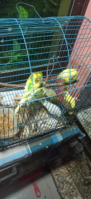 আসসালামু আলাইকুম, ৬ পিচ বাজরিকা বিক্রি হবে
