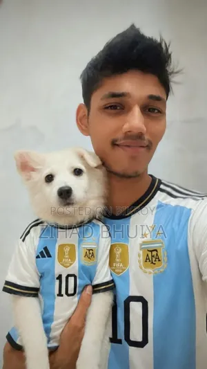 1-3 Months Female Purebred Finnish Spitz
