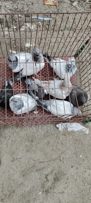 Some pigeon chicks for sale