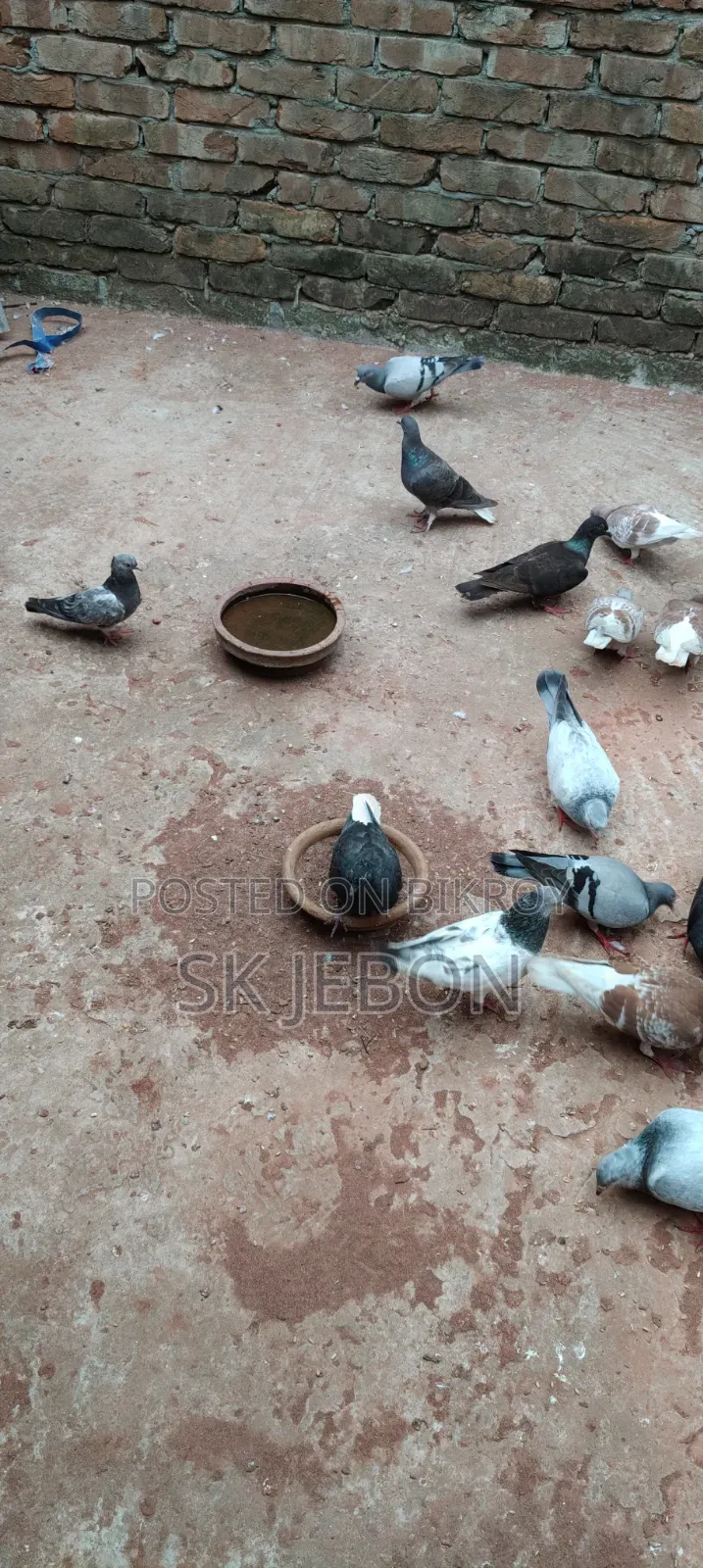 Some pigeon chicks for sale
