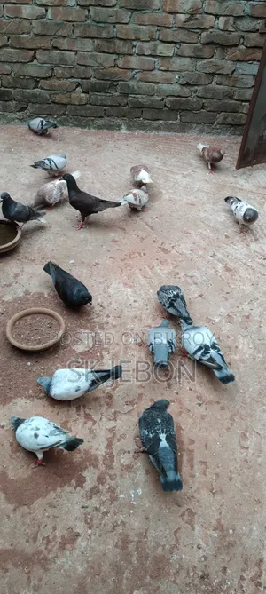 Some pigeon chicks for sale