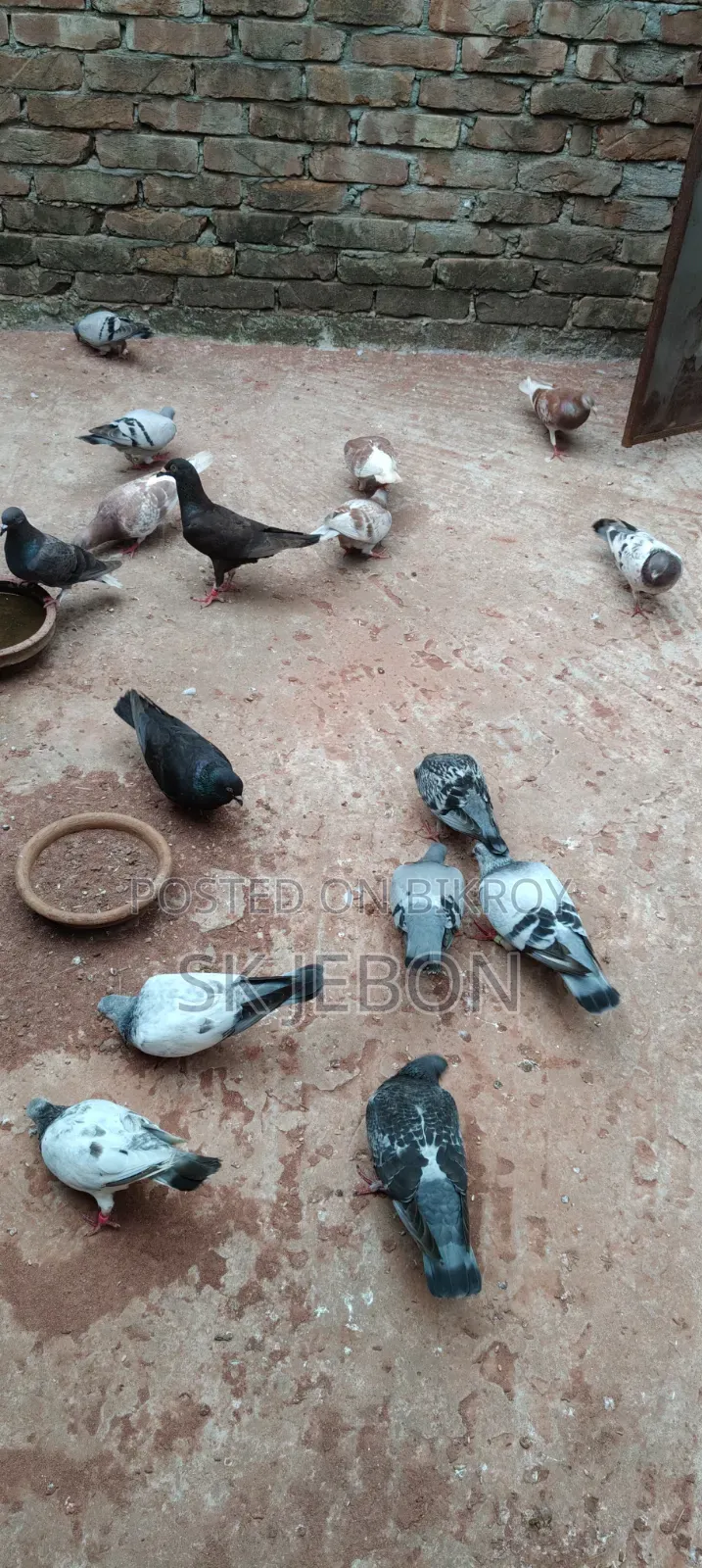 Some pigeon chicks for sale