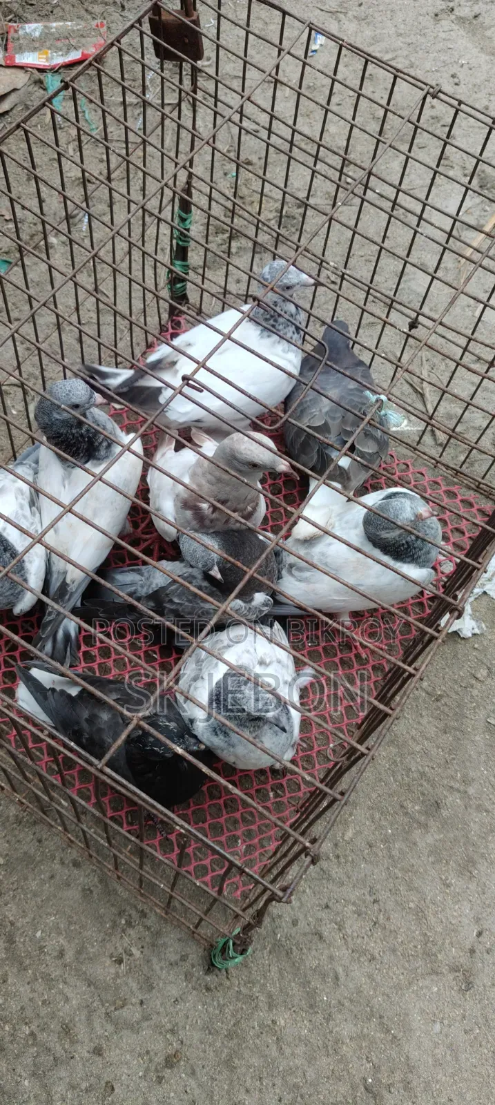 Some pigeon chicks for sale