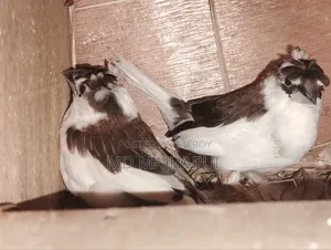 Prince Bird