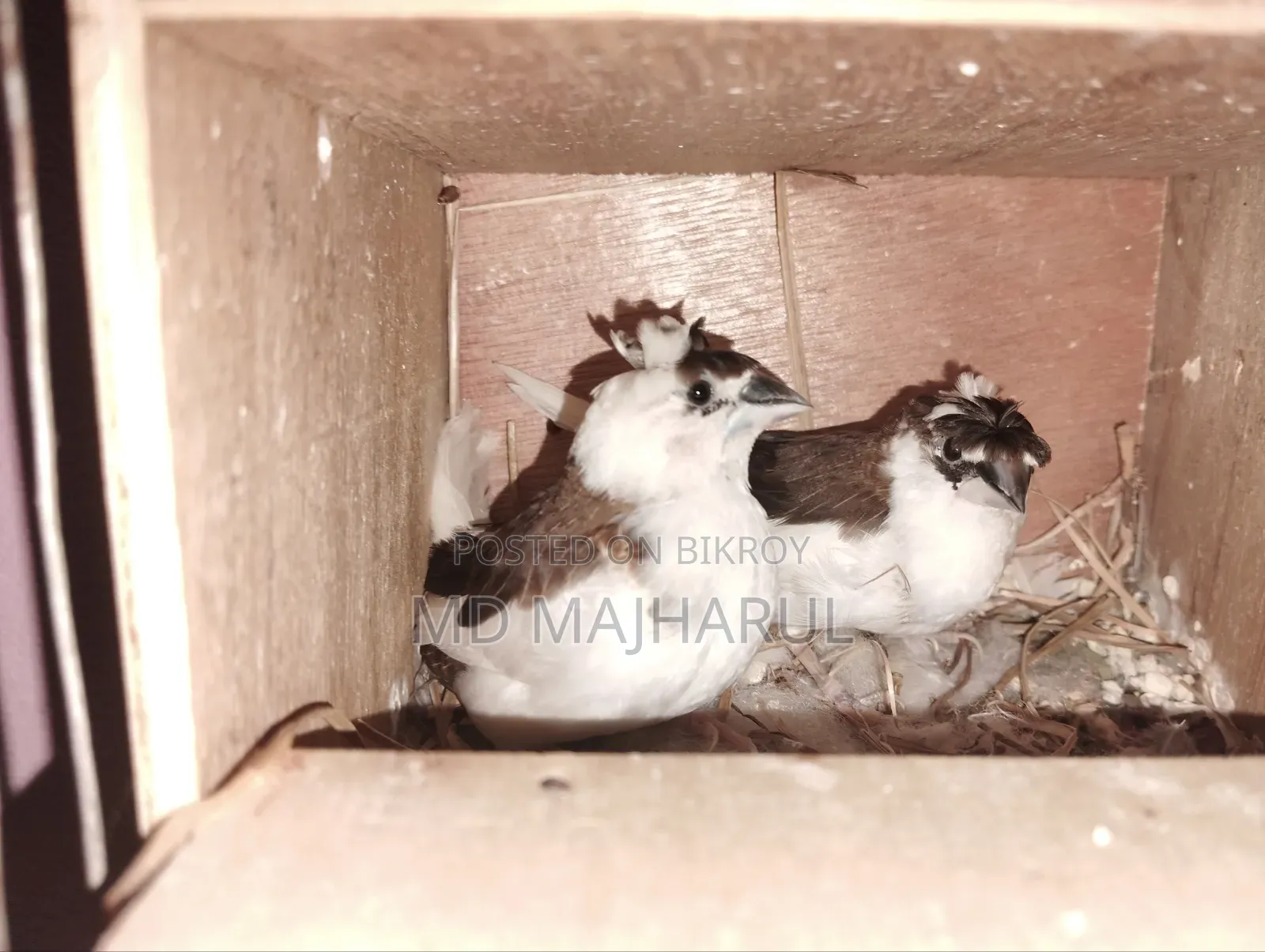 Prince Bird
