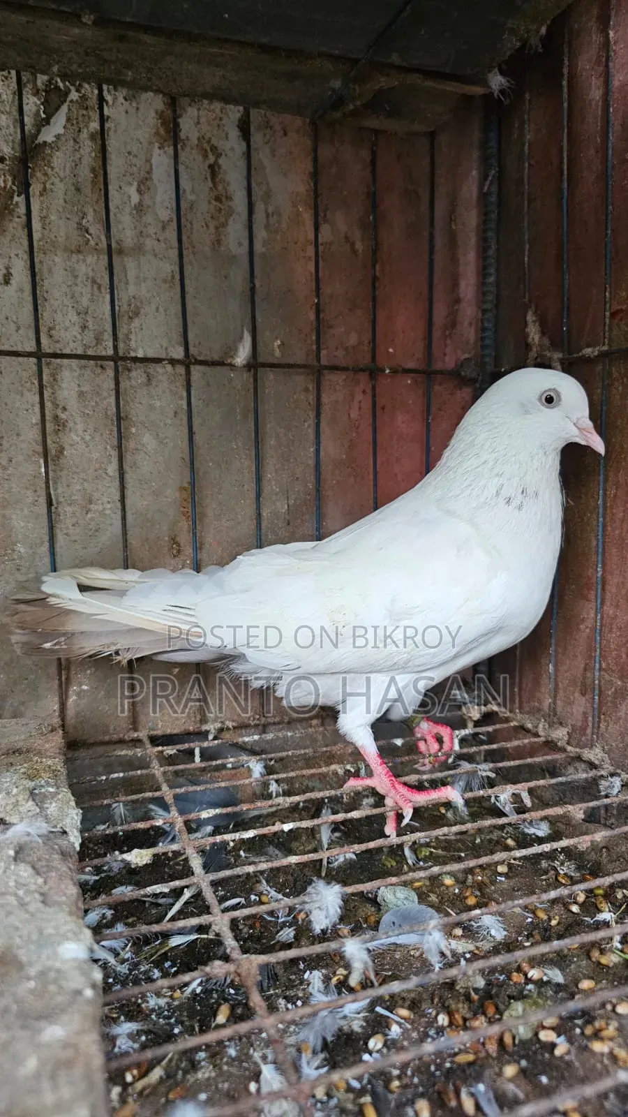 Laldam Pigeon