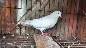 Laldam Pigeon