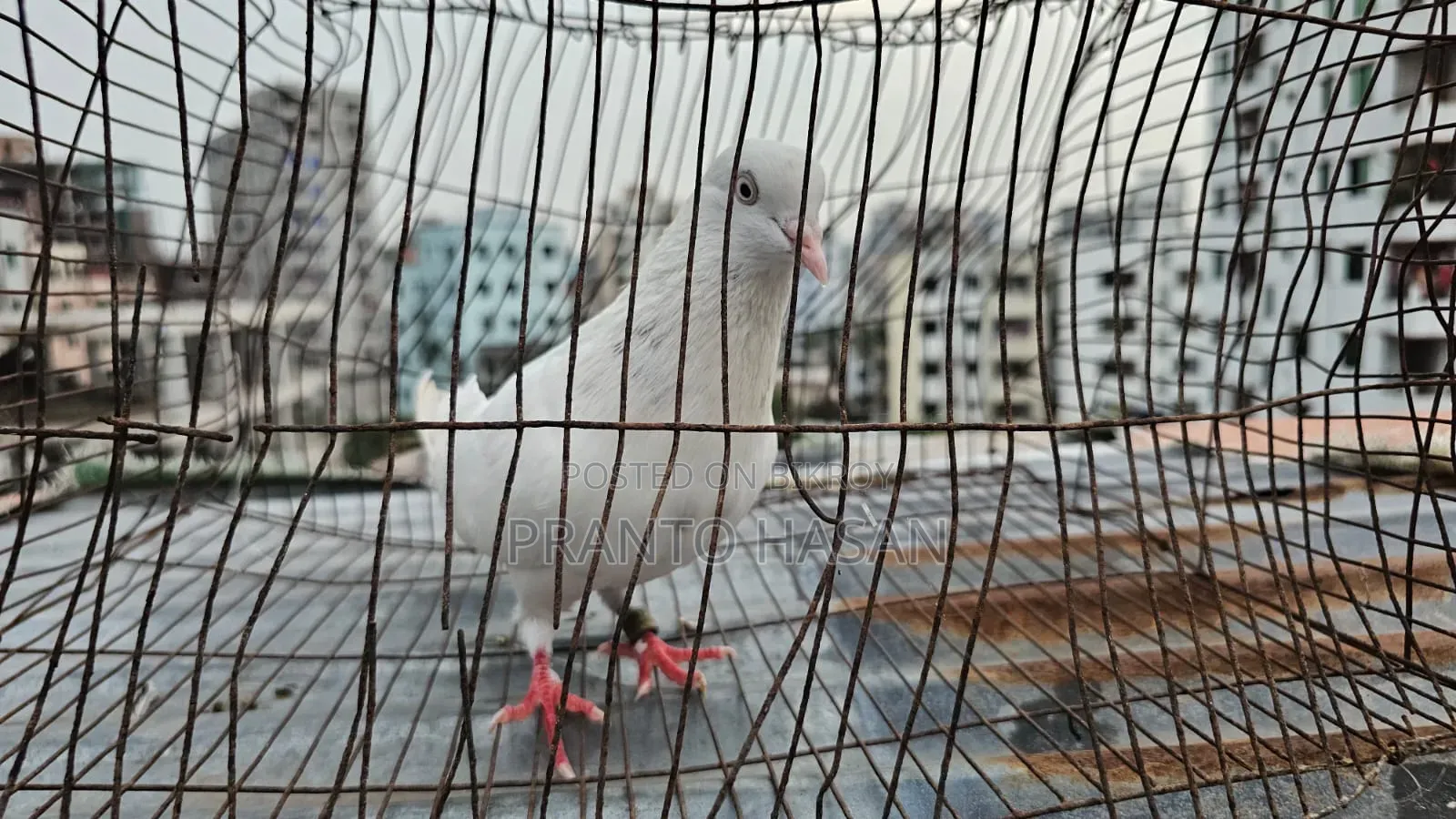 Laldam Pigeon