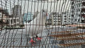 Laldam Pigeon