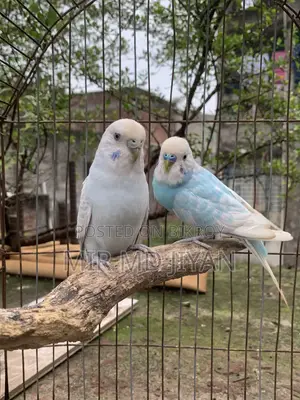 Budgerigar Bird