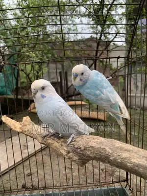 Budgerigar Bird