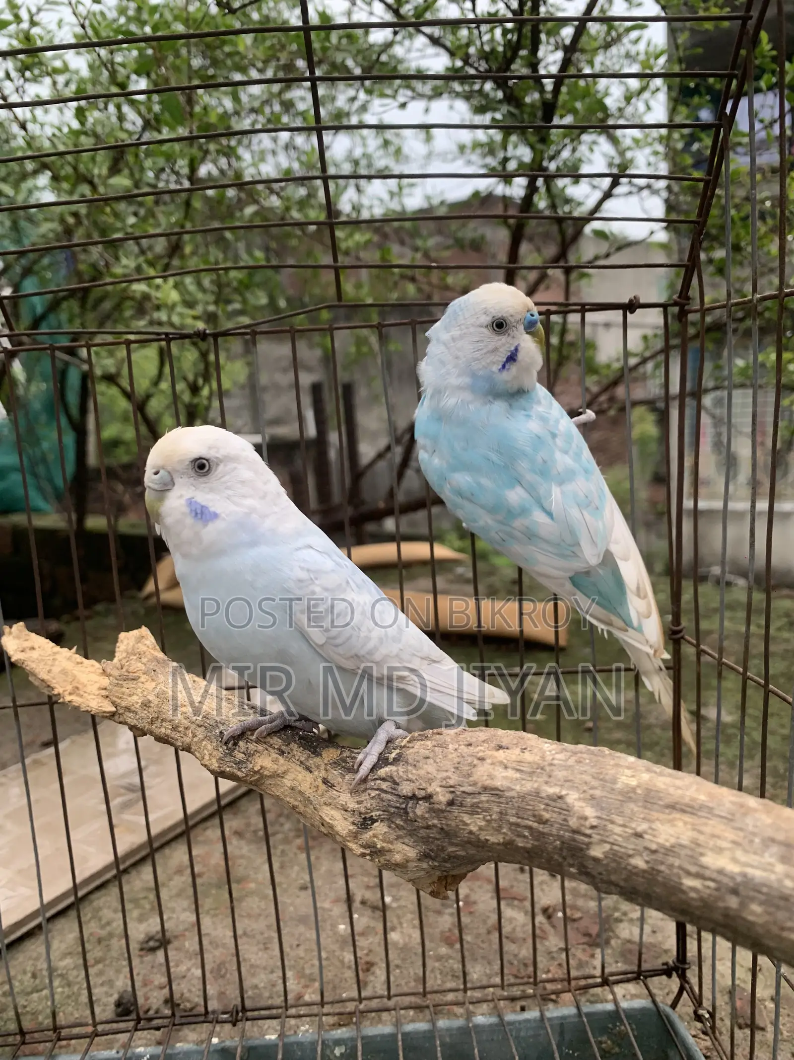 Budgerigar Bird