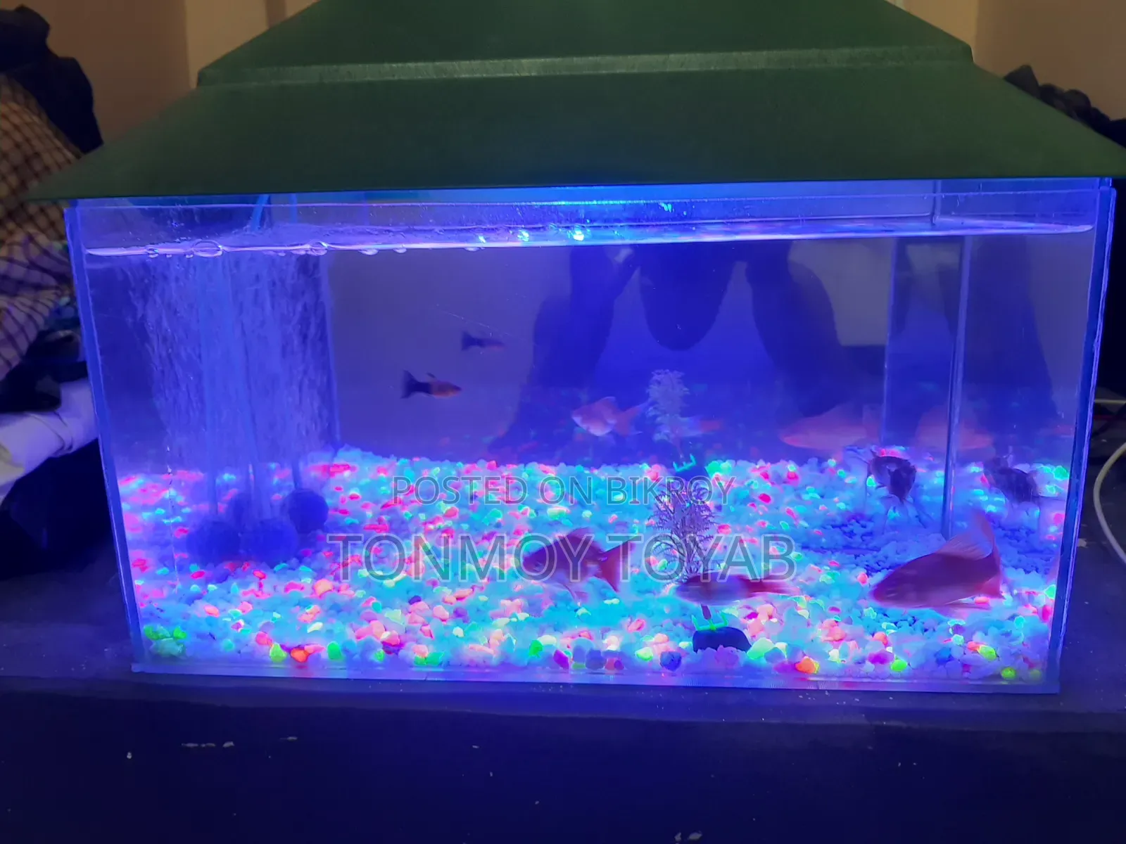 Aquarium Full Setup