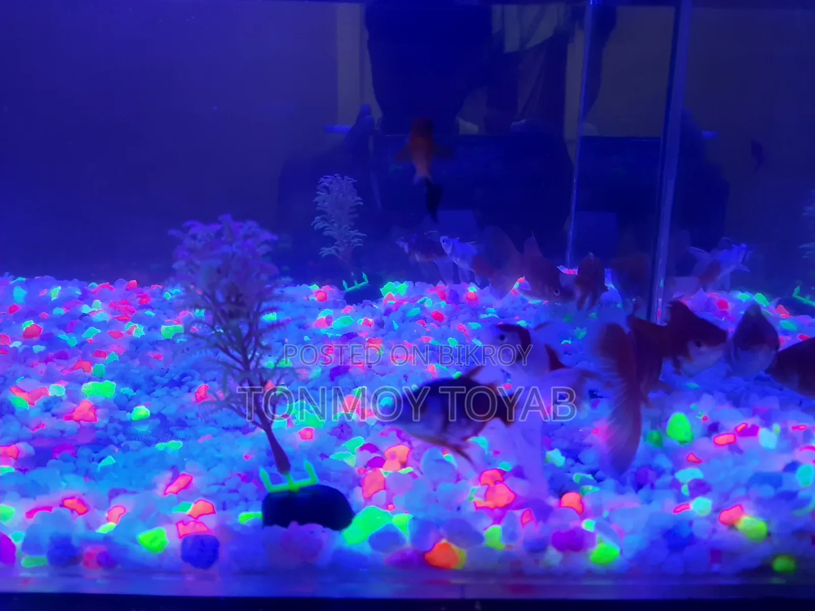 Aquarium Full Setup