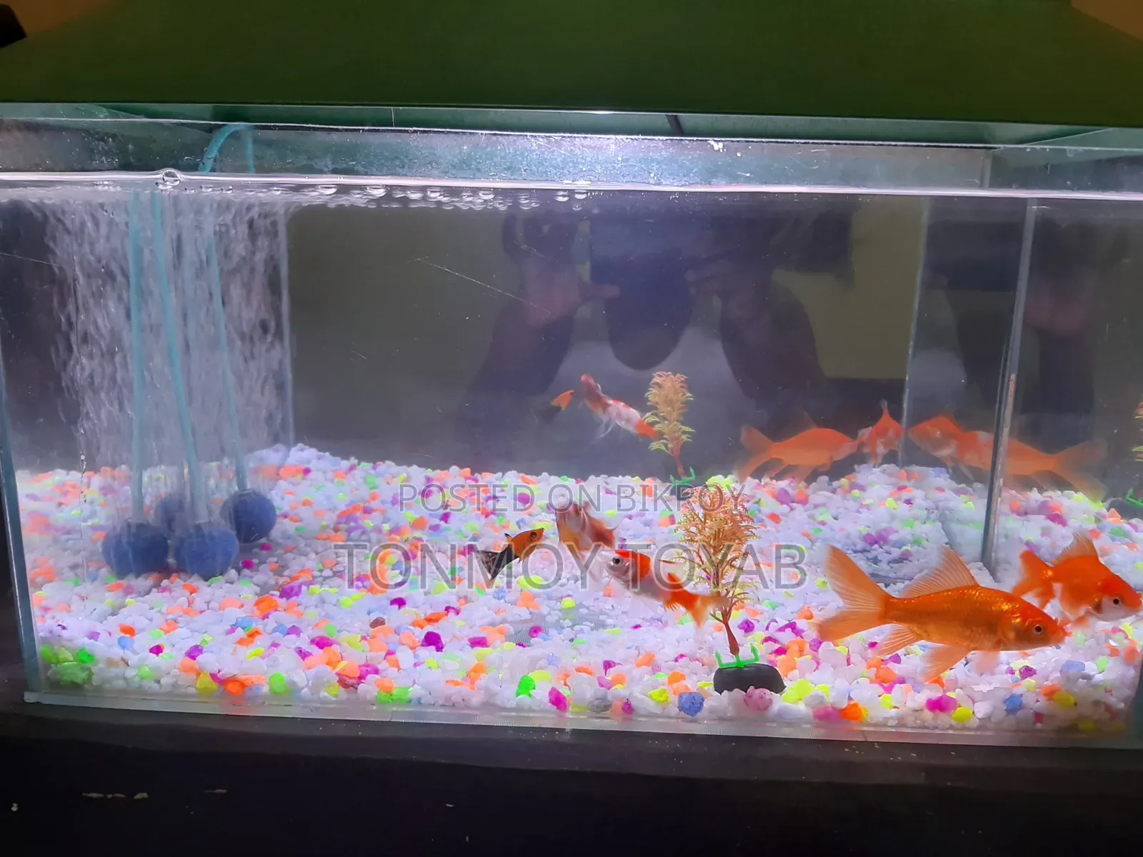 Aquarium Full Setup