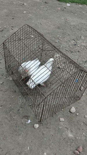 গোল্লা কবুতর