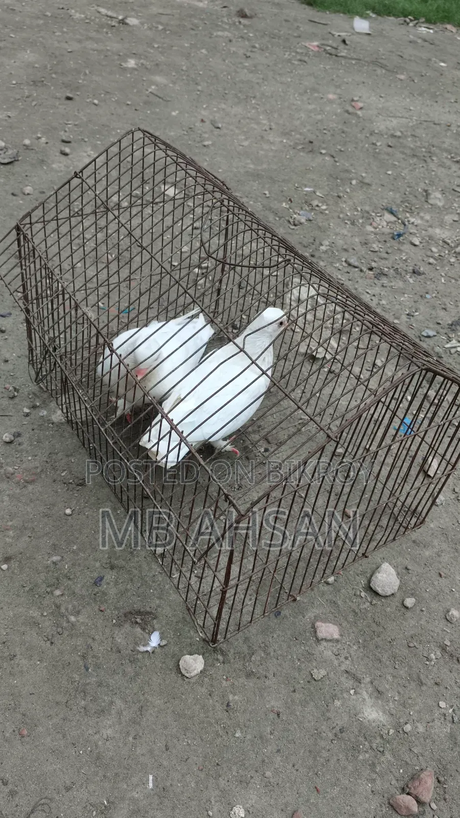 গোল্লা কবুতর