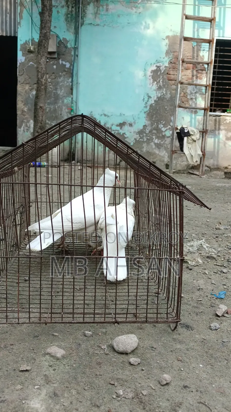 গোল্লা কবুতর