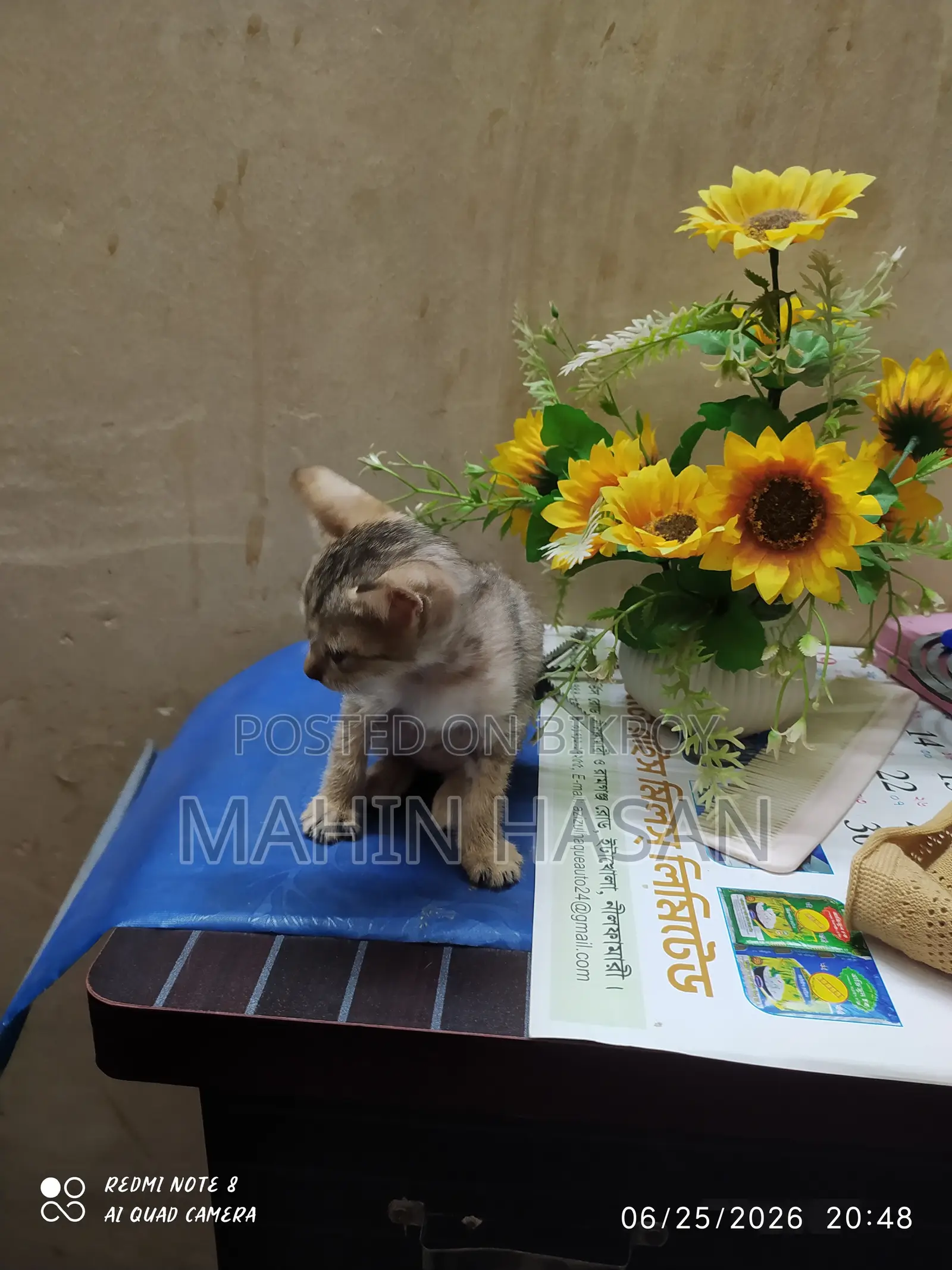 0-1 Month Female Mixed Breed Persian
