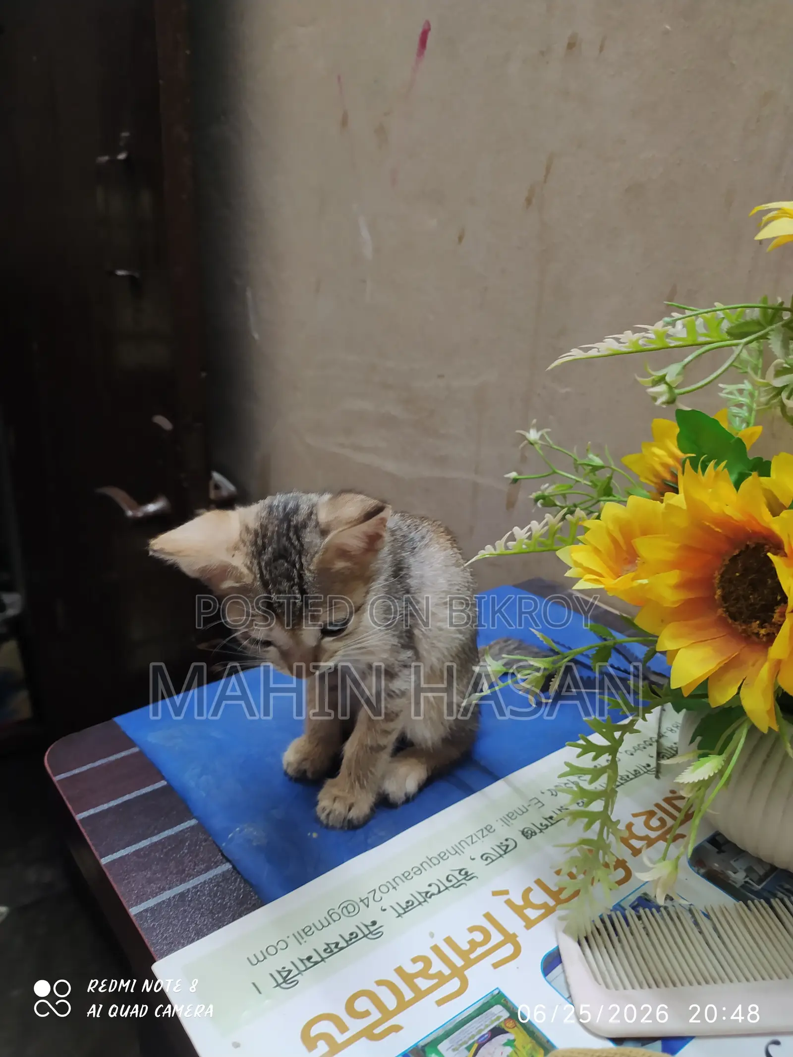 0-1 Month Female Mixed Breed Persian