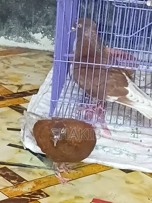 Gobind Koka Pigeon