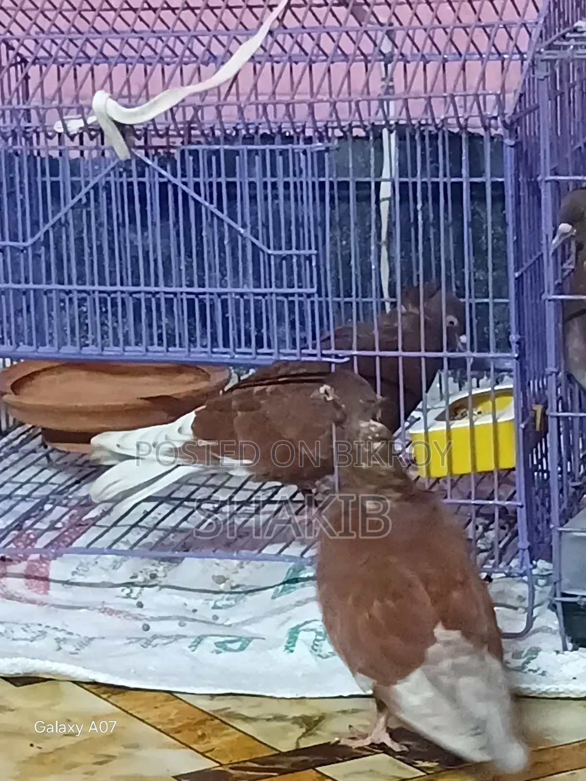 Gobind Koka Pigeon