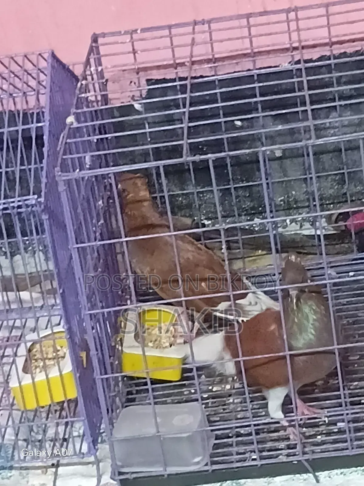 Gobind Koka Pigeon