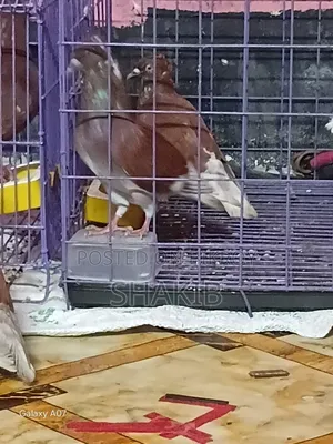 Gobind Koka Pigeon