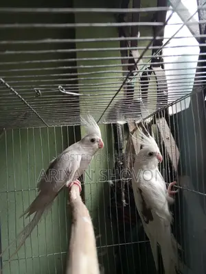 Cockatiel Bird