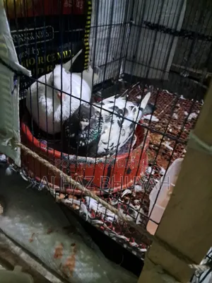 Very good quality pigeons