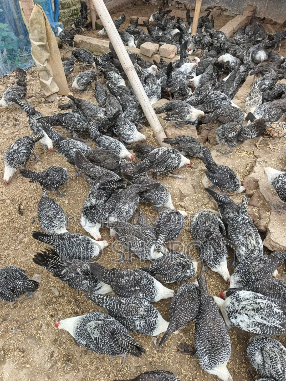 মিশরি ফামি মুরগি বিক্রি হবে