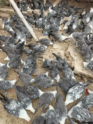 মিশরি ফামি মুরগি বিক্রি হবে