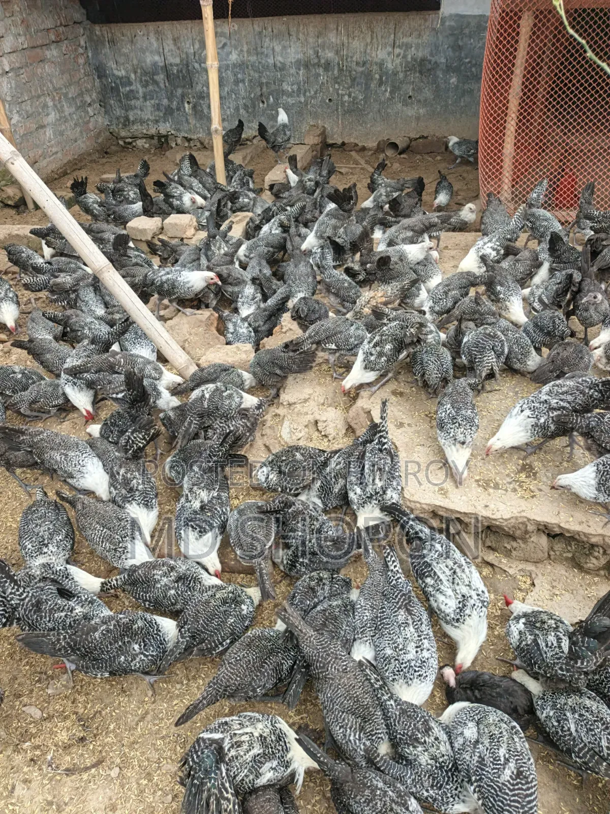 মিশরি ফামি মুরগি বিক্রি হবে