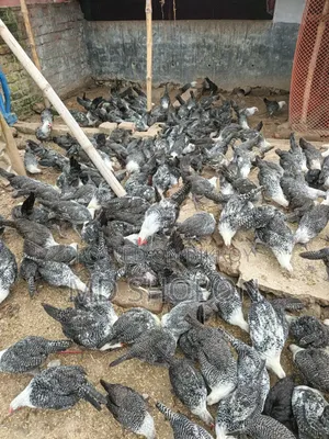 মিশরি ফামি মুরগি বিক্রি হবে