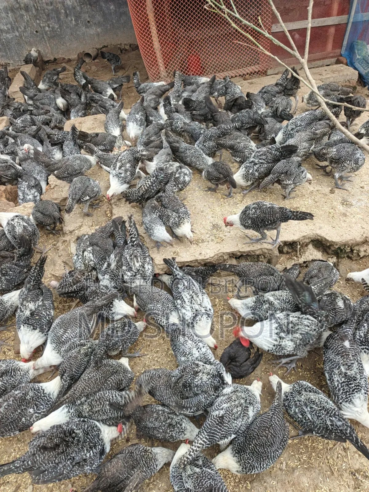 মিশরি ফামি মুরগি বিক্রি হবে
