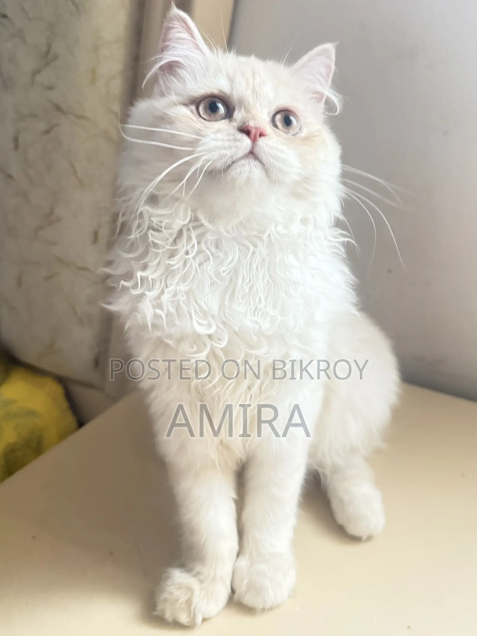 1-3 Months Female Purebred Persian