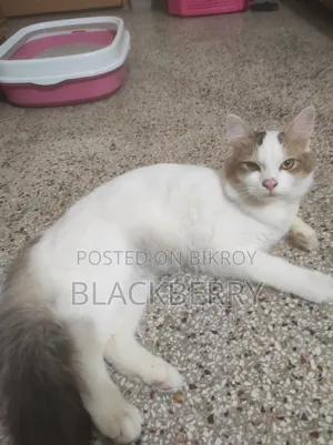 6-12 Months Male Purebred Persian