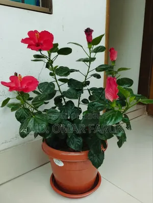 জবা ফুল গাছ