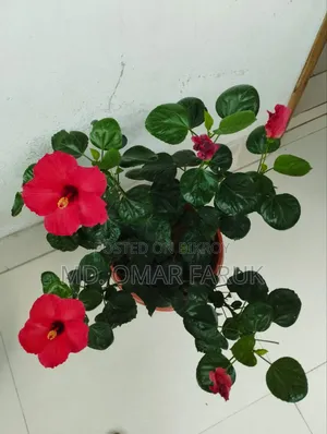 জবা ফুল গাছ