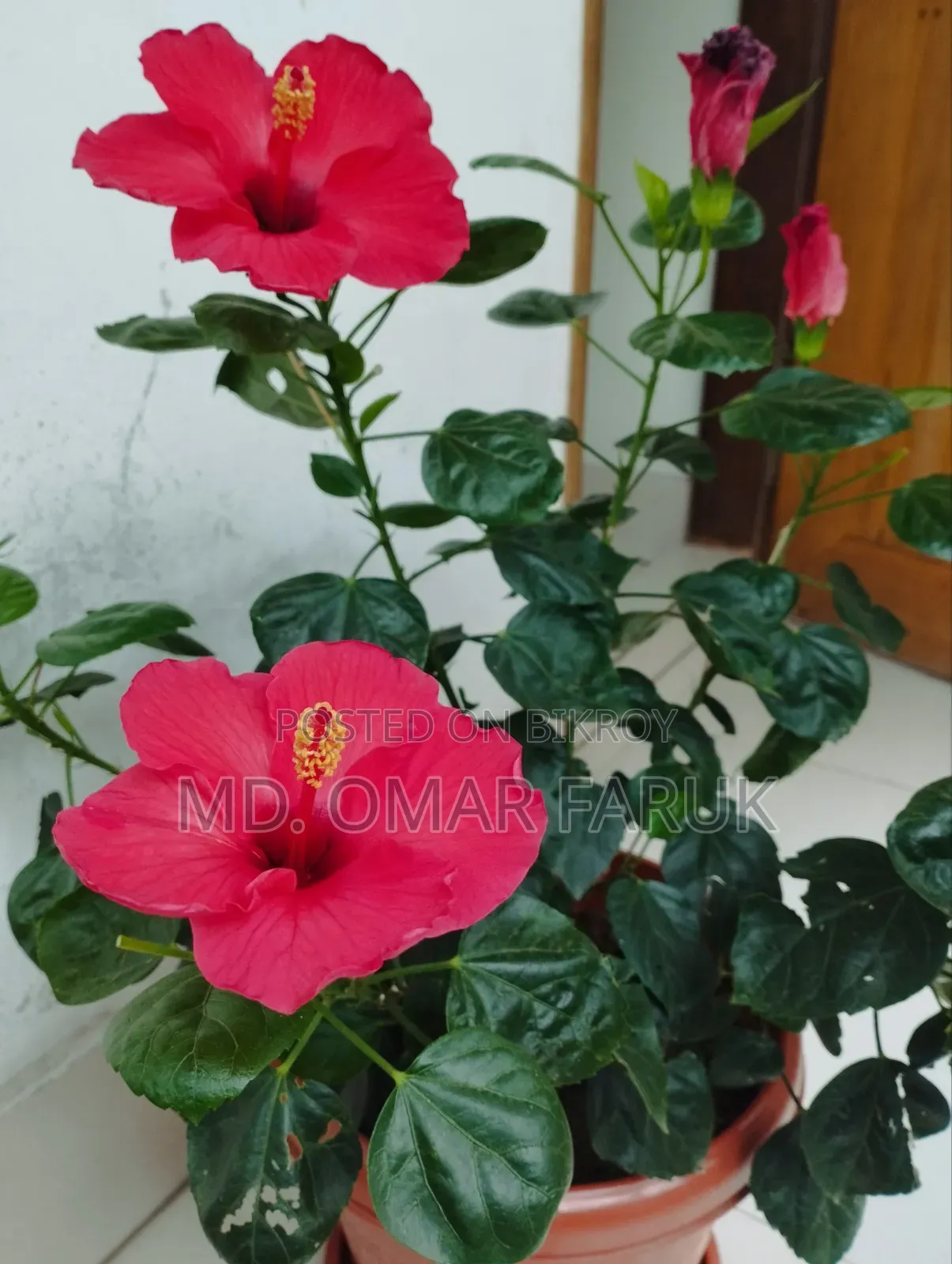 জবা ফুল গাছ